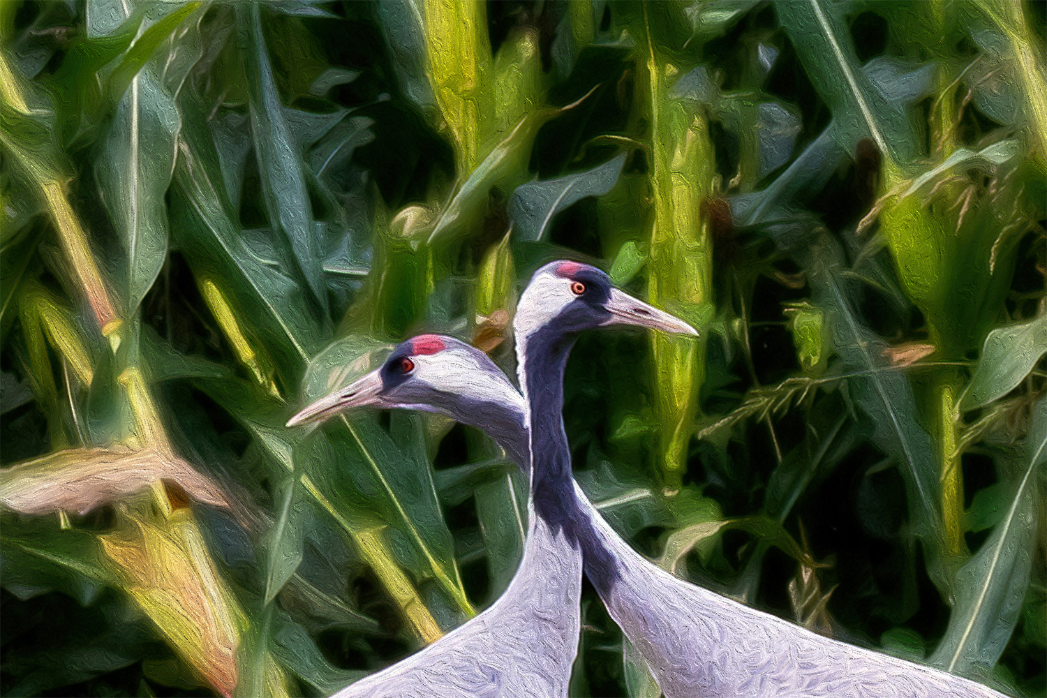 Wandbild Kraniche Maisfeld