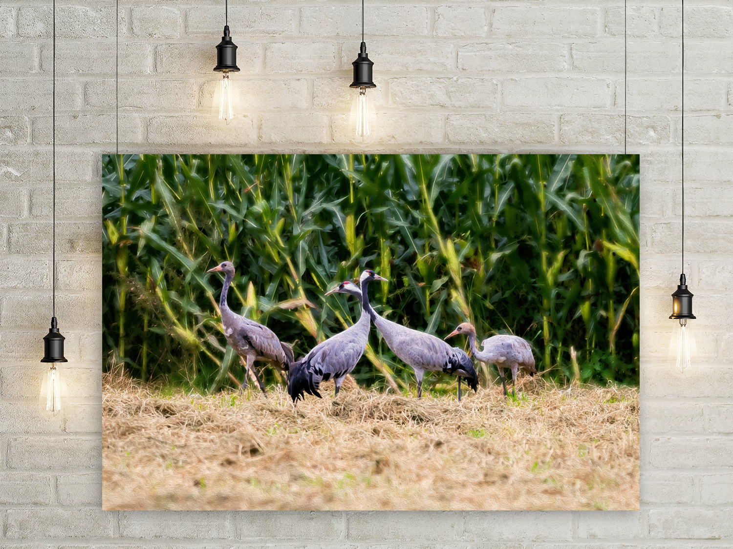 Wandbild Kraniche Maisfeld