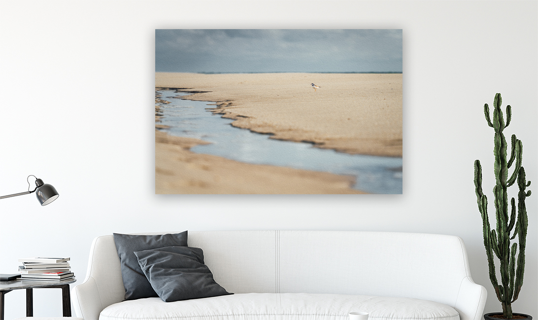 Wandbild Sandregenpfeifer